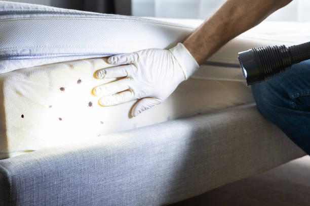 Best Mosquito Control Services  in Hueytown, AL