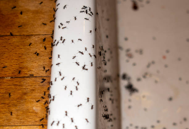 Best Exterminator Services  in Hueytown, AL